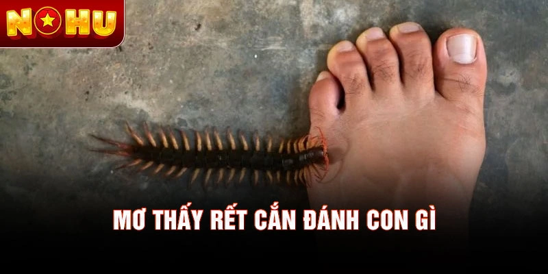 Mơ thấy rết cắn đánh con gì